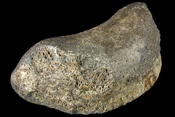 Fossil Hadrosaur Phalange - Alberta (Disposition #-) #134463